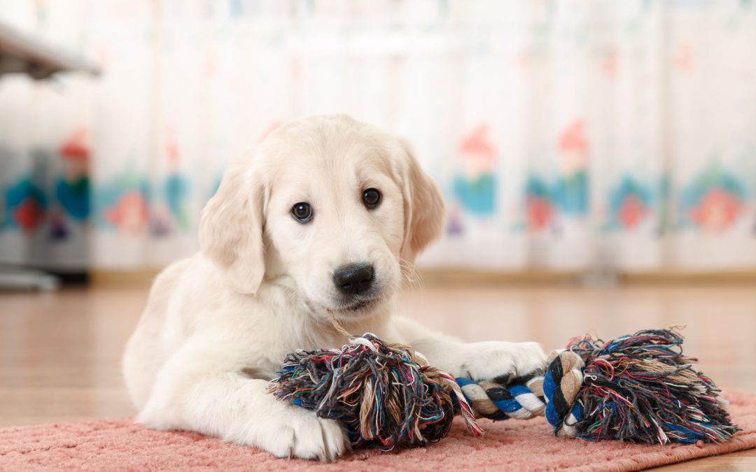 Understanding Dog & Puppy Behavior Training in Columbus, OH.