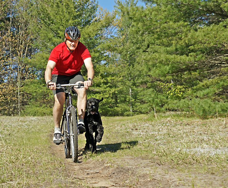 Traits of the New York City Dog Walkers and Dog Boarding You Need