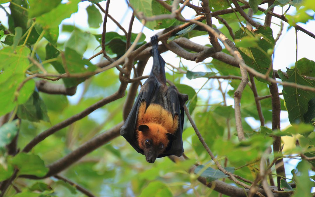 Dealing with Unwanted Visitors: Bat Removal in Westfield, MA