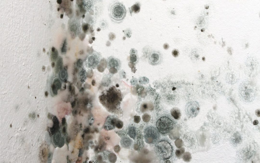 Mastering Mold: The Essential Guide to Mold Clean-up in Omaha, NE