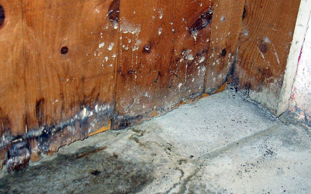 Expert Remediation Strategies: Combating Mold Remediation in Saunders County, NE