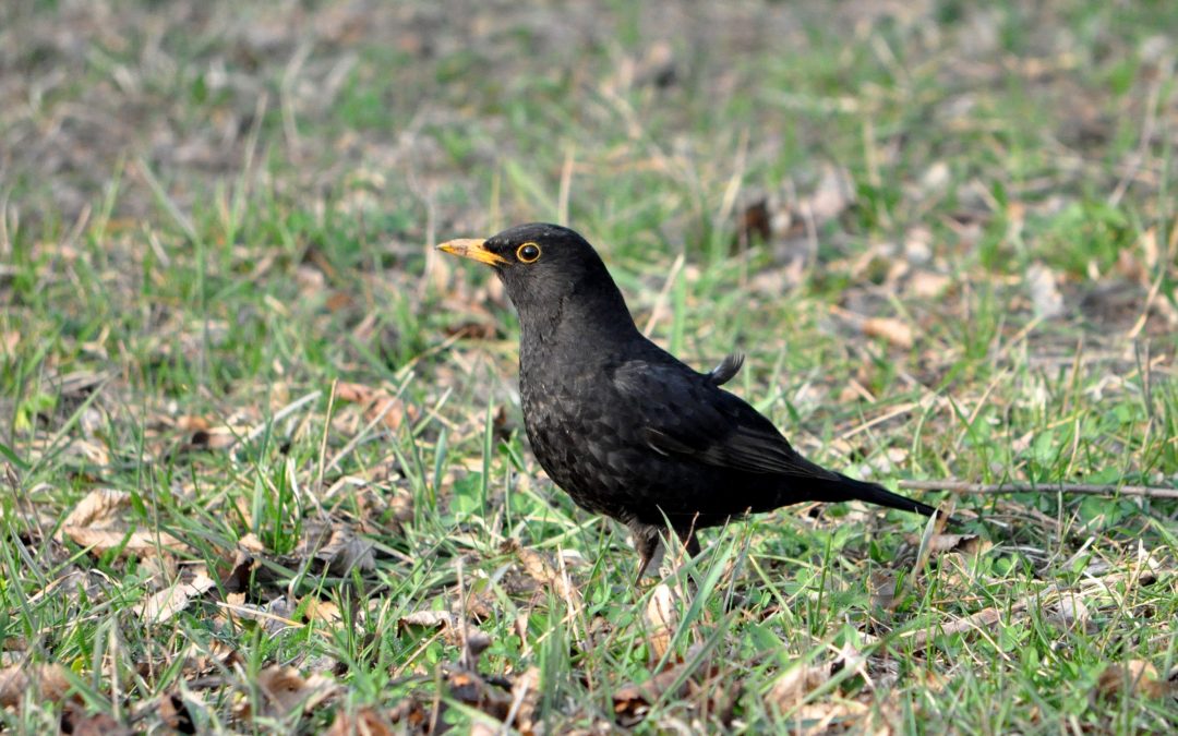 Ensuring Harmony with Nature: Expert Bird Removal in Westfield, MA