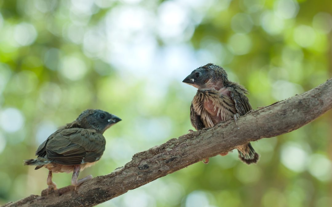 Maintaining a Peaceful Environment With Effective Bird Removal in Westfield, MA.