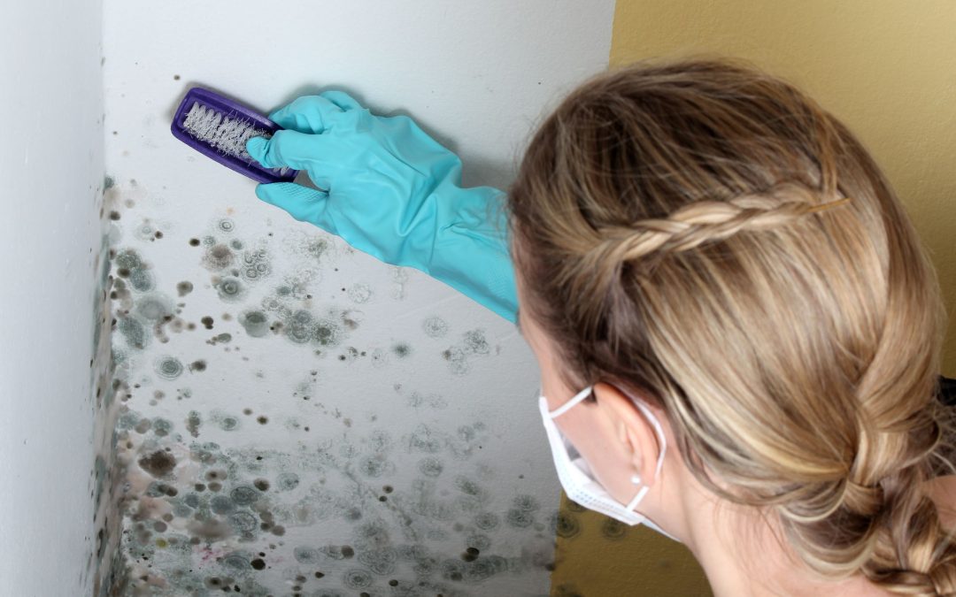 Comprehensive Guide to Mold Cleanup in Omaha, NE