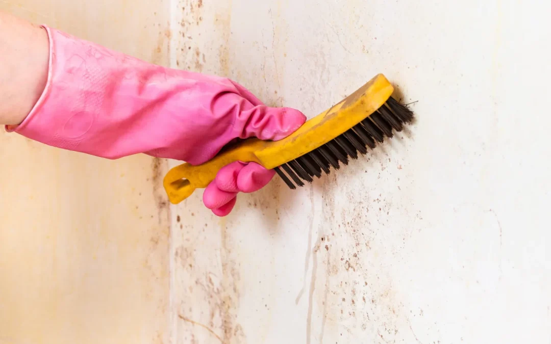 A Healthier Home Starts Here: Vital Mold Removal Services in Omaha, NE.