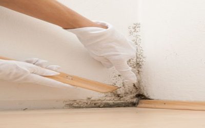 Thorough Mold Cleanup in Omaha, NE: Ensuring a Healthy Home and Long-Lasting Protection