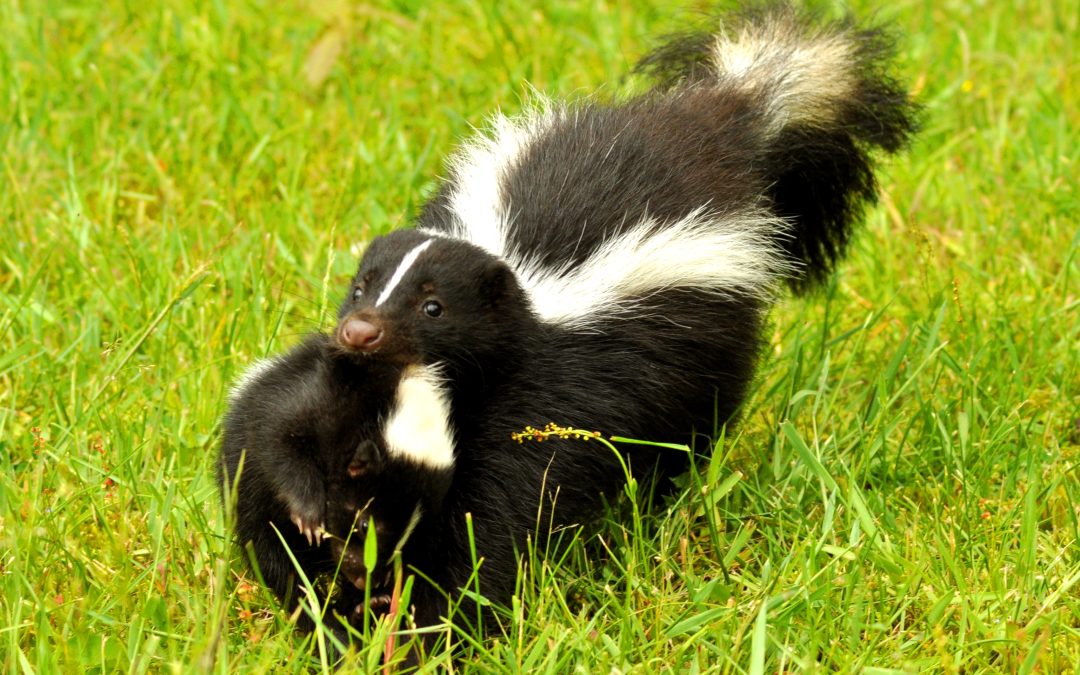 Skunk Trouble? Trust Expert Skunk Removal in Westfield, MA