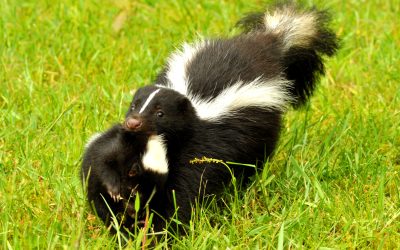 Skunk Trouble? Trust Expert Skunk Removal in Westfield, MA