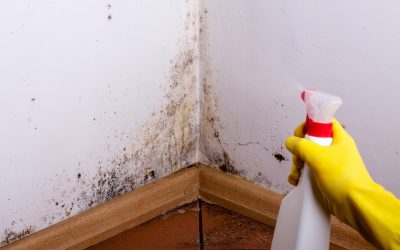 Transform Your Space with Mold Cleaning Services Tampa