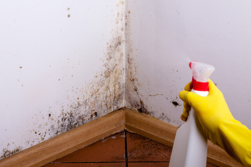 Transform Your Space with Mold Cleaning Services Tampa