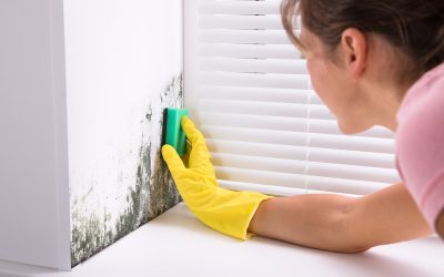 The Benefits of Choosing Professional Mold Removal Tampa for Lasting Results