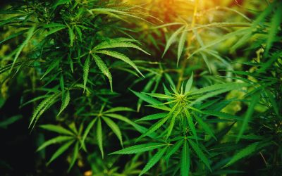 Breaking Down the Benefits of Medical Marijuana NYC for Everyday Wellness