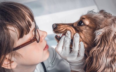 The Unique Benefits of a Veterinarian Hospital in Columbus, OH, for Your Furry Friend