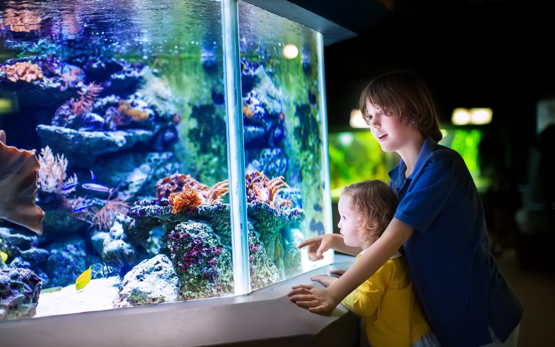Guide to Selecting a Reptile Tank Helena MT Residents Prefer for Their Cold Blooded Friends