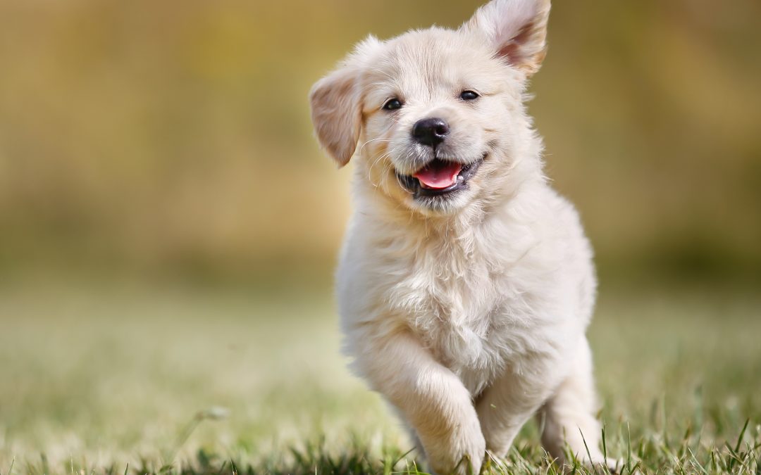 Finding Peace of Mind with Doodle Puppies Alberta for Allergy Sensitive Homes