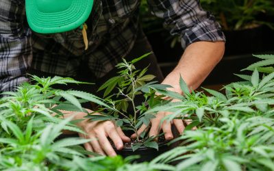 Unlock the Benefits of HassleFree Cannabis Shopping With Bud Delivery NYC Services