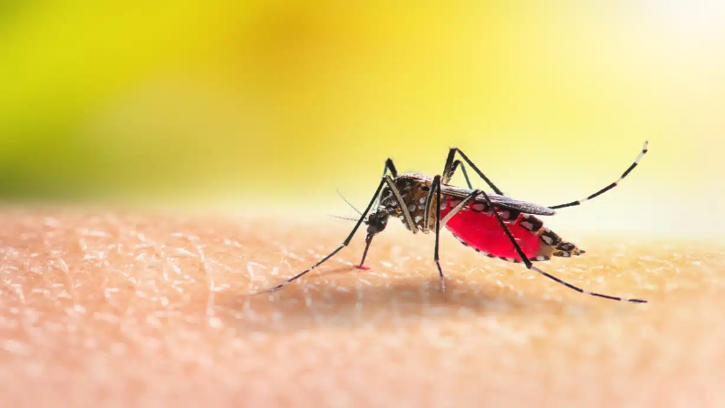 Say Goodbye to Pests With Effective Mosquito Treatment for Lawn in Louisville, KY Solutions