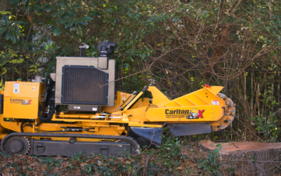 From Overgrown Yard to Fresh Start with affordable stump grinding in Griffin, GA, for safer outdoor spaces