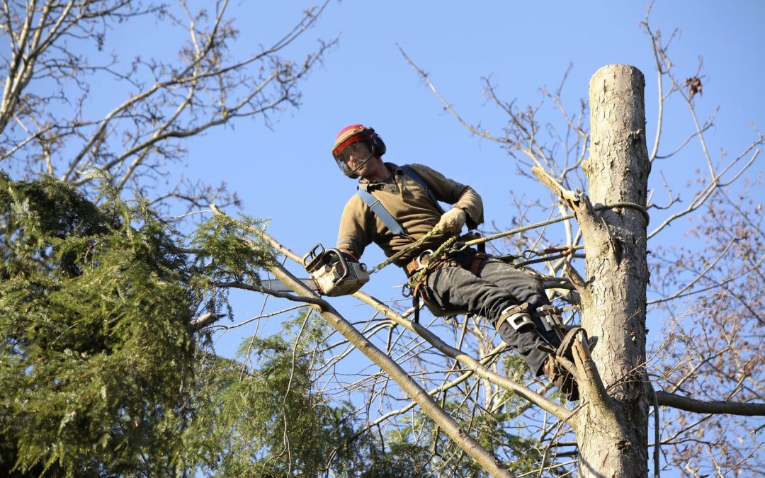 Keep Your Trees Healthy Year-Round with Expert Tree Trimming Services Garner NC