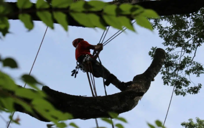 How Tree Trimming In Smyrna, Ga Services Ensure Healthy Lawns And Safer Homes For Families