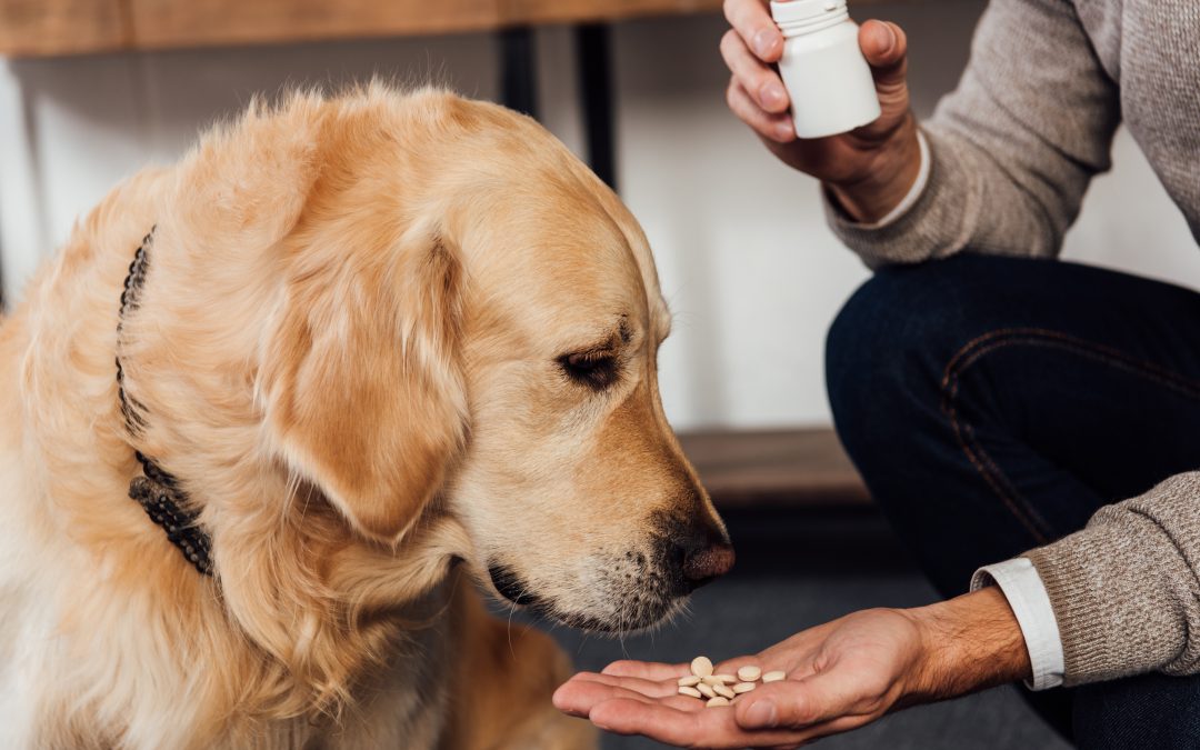 What to Expect When Visiting an Emergency Animal Hospital in Shoreline, WA for Urgent Pet Care