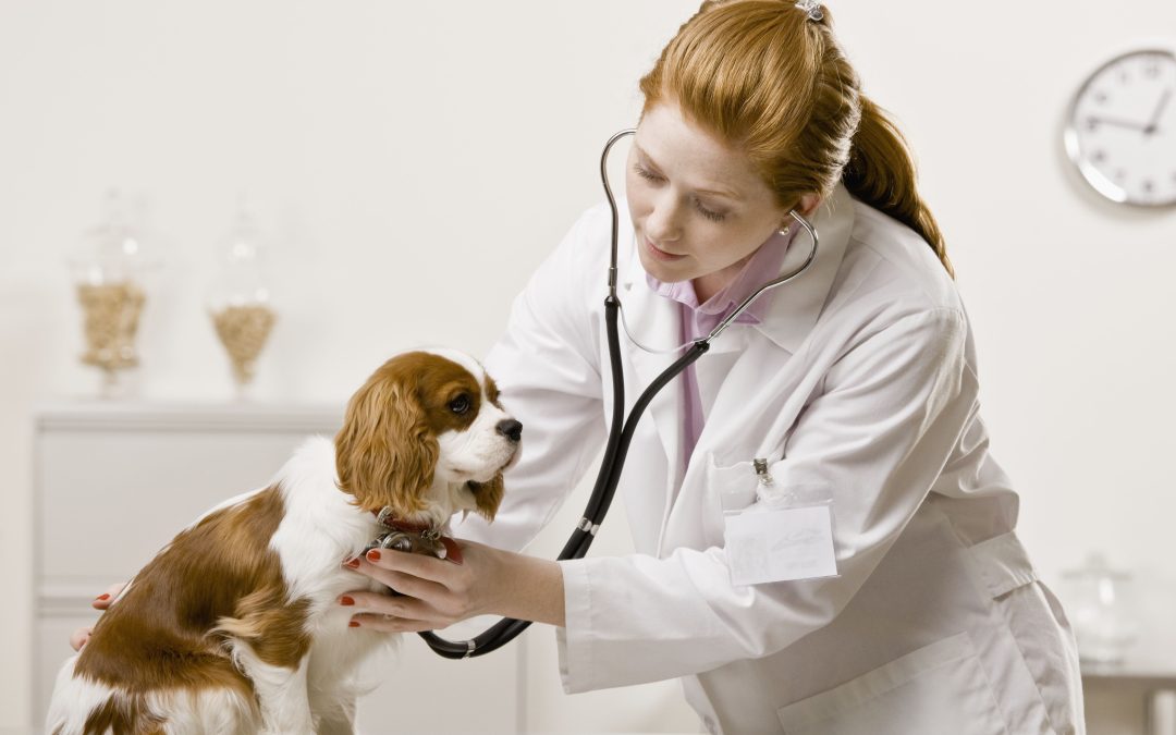 Find exceptional pet care and compassionate staff at an Animal Hospital in Seattle, WA, that families trust