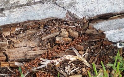 Protect Your Home from Damage with Effective Termite Control in Plymouth County MA Solutions