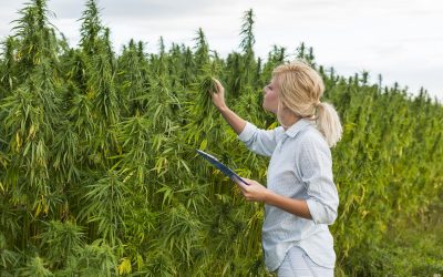 Save Time and Stress by Using Bud Delivery NYC for Your Next Cannabis Order