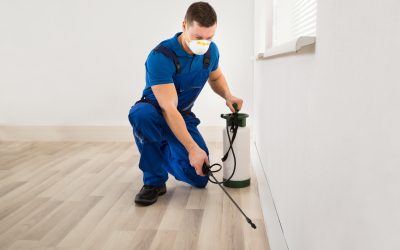 Keeping Families Safe Using a Local Pest Control Service Virginia Beach VA for Reliable Solutions