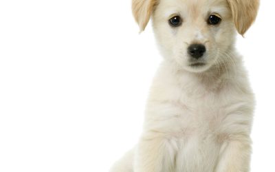 What Makes a Visit to a Dog Spa in Wisconsin Rapids, WI the Ultimate Pet Treat